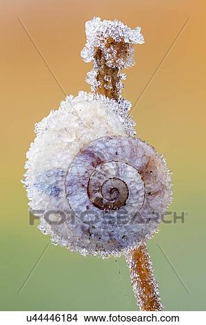 Frost-covered snail View Large Photo Image Picture - Frost-covered snail. Fotosearch