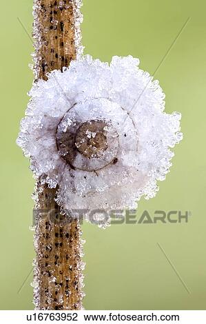 Frost-covered snail View Large Photo Image Stock Image - Frost-covered snail. Fotosearch