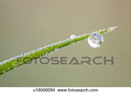 Picture - Frozen dew drop. Fotosearch