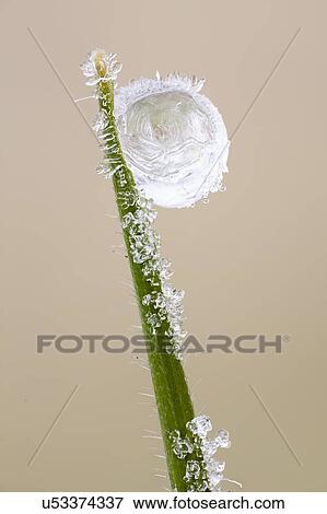 Stock Photo - Frozen dew drop. Fotosearch