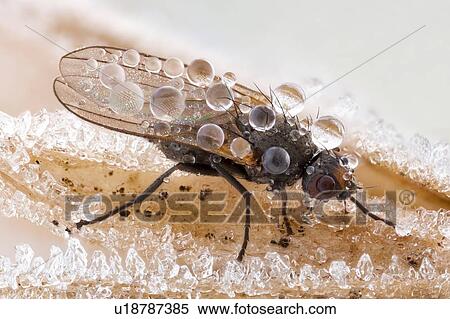 Frozen fly View Large Photo Image Stock Photography - Frozen fly. Fotosearch