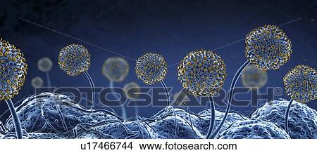 Fungus, illustration View Large Photo Image Picture - Fungus, illustration. Fotosearch