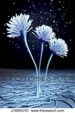 Stock Photo - Fungus, illustration. Fotosearch