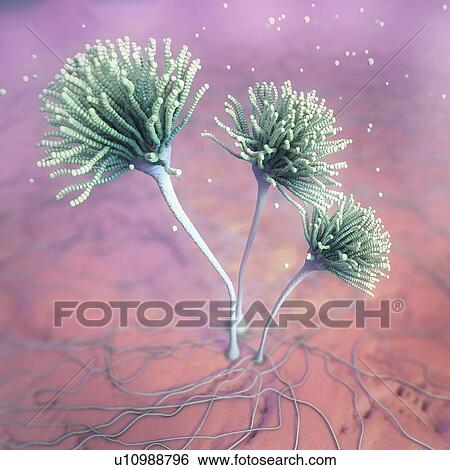 Stock Photograph - Fungus, illustration. Fotosearch