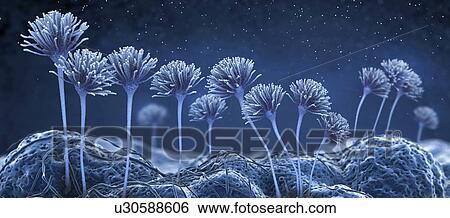 Fungus, illustration View Large Photo Image Stock Photograph - Fungus, illustration. Fotosearch