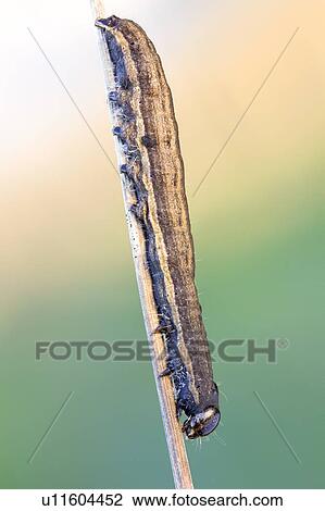 Stock Image - Fungus infecting caterpillar. Fotosearch