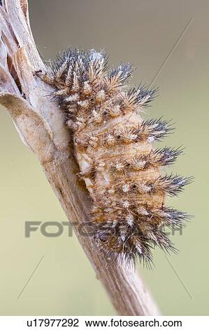 Stock Image - Fungus infecting Melitaea caterpillar. Fotosearch