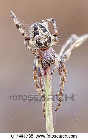 Stock Photo - Furrow spider. Fotosearch