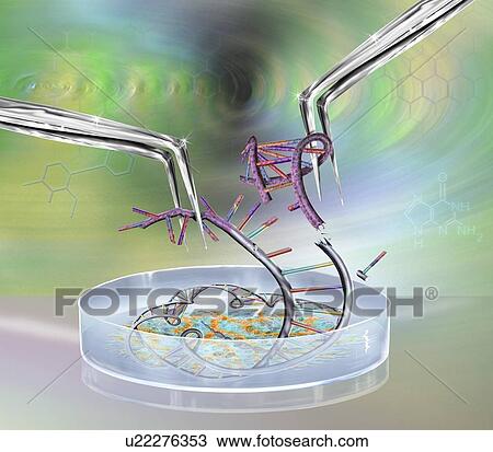 Genetic engineering, conceptual illustration View Large Photo Image Stock Image - Genetic engineering, conceptual illustration. Fotosearch