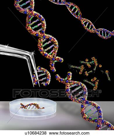 Stock Photo - Genetic engineering, conceptual illustration. Fotosearch