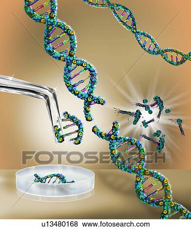 Genetic engineering, conceptual illustration View Large Photo Image Stock Photo - Genetic engineering, conceptual illustration. Fotosearch