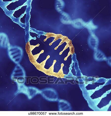 Stock Photo - Genetic engineering, conceptual illustration. Fotosearch