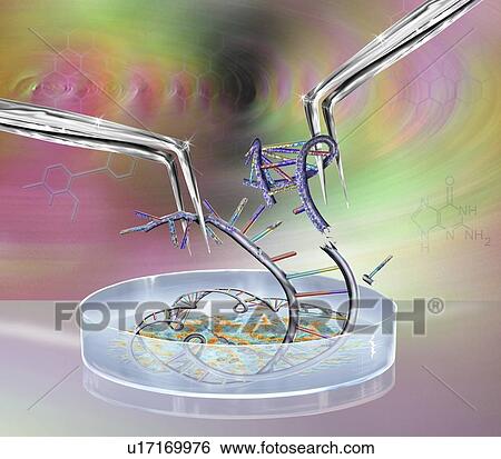 Stock Photograph - Genetic engineering, conceptual illustration. Fotosearch