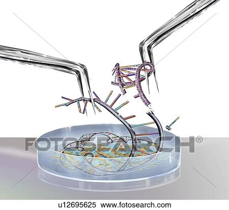 Genetic engineering, conceptual illustration View Large Photo Image Stock Photography - Genetic engineering, conceptual illustration. Fotosearch