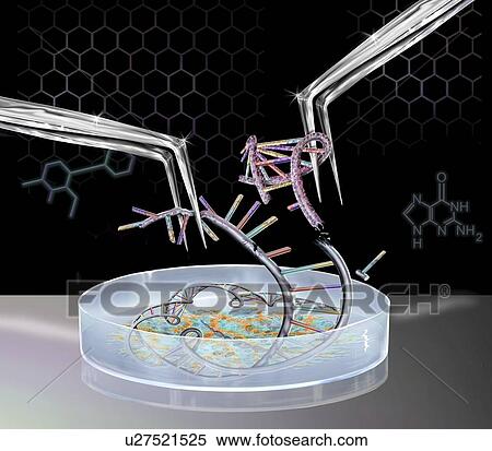 Stock Photography - Genetic engineering, conceptual illustration. Fotosearch