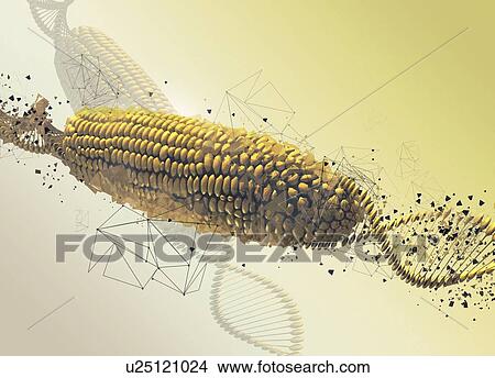 Picture - Genetically modified corn on the cob, illustration.. Fotosearch