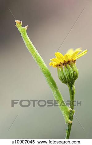 Geometrid moth caterpillar View Large Photo Image Stock Photography - Geometrid moth caterpillar. Fotosearch