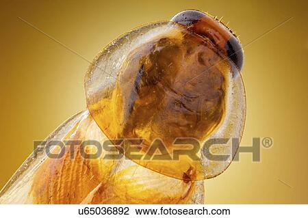 Stock Image - German cockroach. Fotosearch