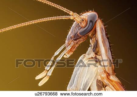 German cockroach View Large Photo Image Stock Photo - German cockroach. Fotosearch