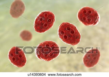 Giardia intestinalis protozoan cyst, illustration View Large Photo Image Picture - Giardia intestinalis protozoan cyst, illustration. Fotosearch