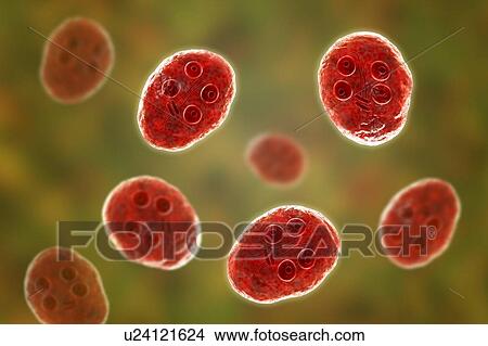 Giardia intestinalis protozoan cyst, illustration View Large Photo Image Picture - Giardia intestinalis protozoan cyst, illustration. Fotosearch