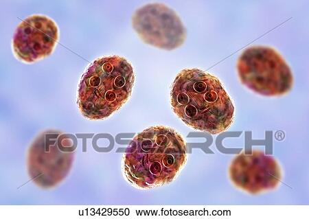 Stock Image - Giardia intestinalis protozoan cyst, illustration. Fotosearch