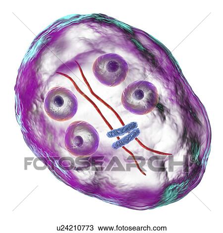Stock Image - Giardia intestinalis protozoan cyst, illustration. Fotosearch