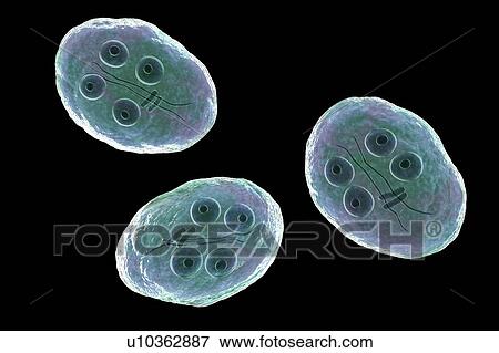 Giardia intestinalis protozoan cyst, illustration View Large Photo Image Stock Photo - Giardia intestinalis protozoan cyst, illustration. Fotosearch
