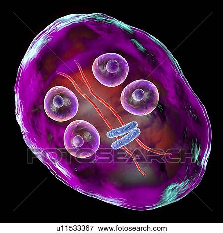 Giardia intestinalis protozoan cyst, illustration View Large Photo Image Stock Photo - Giardia intestinalis protozoan cyst, illustration. Fotosearch