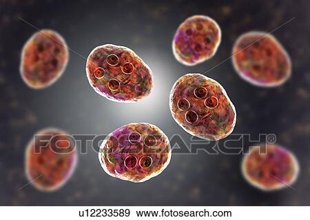 Stock Photo - Giardia intestinalis protozoan cyst, illustration. Fotosearch