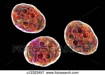 Giardia intestinalis protozoan cyst, illustration View Large Photo Image Stock Photo - Giardia intestinalis protozoan cyst, illustration. Fotosearch