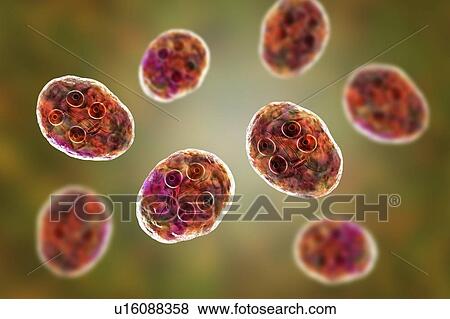 Stock Photo - Giardia intestinalis protozoan cyst, illustration. Fotosearch