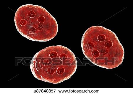 Stock Photo - Giardia intestinalis protozoan cyst, illustration. Fotosearch