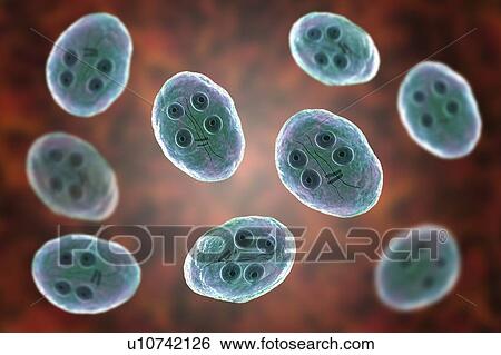 Stock Photograph - Giardia intestinalis protozoan cyst, illustration. Fotosearch