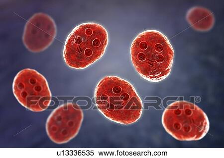 Giardia intestinalis protozoan cyst, illustration View Large Photo Image Stock Photography - Giardia intestinalis protozoan cyst, illustration. Fotosearch