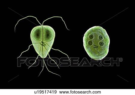 Stock Photo - Giardia intestinalis protozoan, illustration. Fotosearch