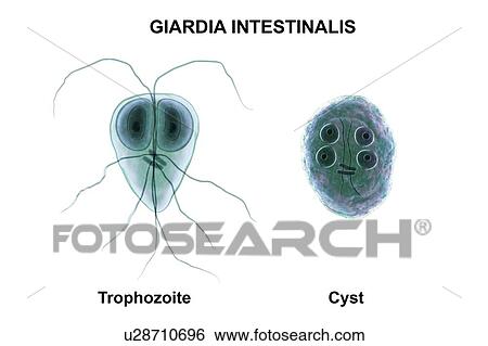 Stock Photograph - Giardia intestinalis protozoan, illustration. Fotosearch