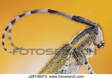 Stock Image - Golden bloomed grey longhorn beetle. Fotosearch