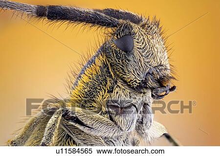 Golden bloomed grey longhorn beetle View Large Photo Image Stock Photography - Golden bloomed grey longhorn beetle. Fotosearch