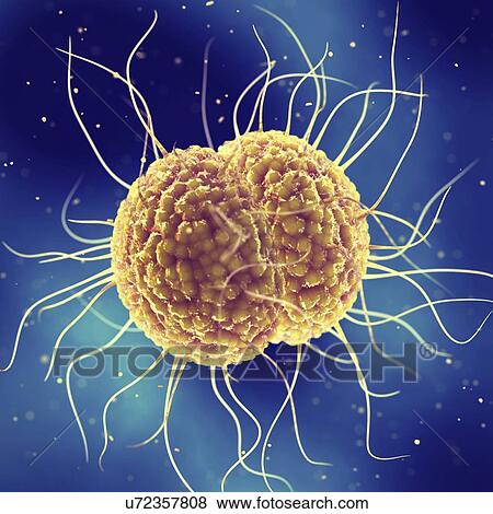 Stock Photo - Gonorrhoea bacteria, illustration. Fotosearch