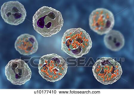 Stock Image - Gonorrhoeae bacteria inside neutrophils, illustration. Fotosearch