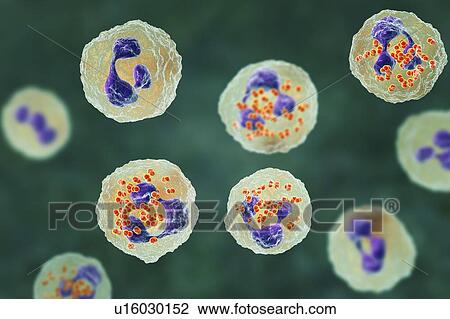 Gonorrhoeae bacteria inside neutrophils, illustration View Large Photo Image Stock Image - Gonorrhoeae bacteria inside neutrophils, illustration. Fotosearch