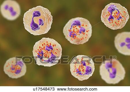 Stock Image - Gonorrhoeae bacteria inside neutrophils, illustration. Fotosearch