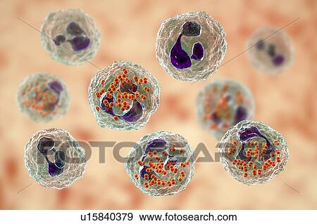 Stock Photo - Gonorrhoeae bacteria inside neutrophils, illustration. Fotosearch