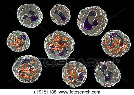 Stock Photo - Gonorrhoeae bacteria inside neutrophils, illustration. Fotosearch