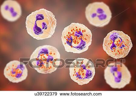 Gonorrhoeae bacteria inside neutrophils, illustration View Large Photo Image Stock Photo - Gonorrhoeae bacteria inside neutrophils, illustration. Fotosearch
