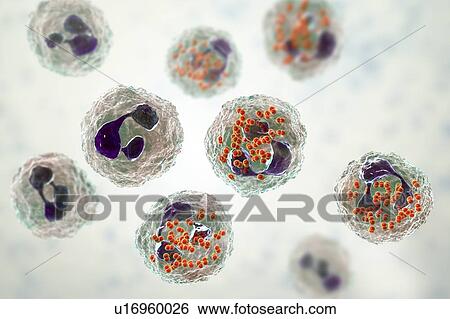 Stock Photograph - Gonorrhoeae bacteria inside neutrophils, illustration. Fotosearch
