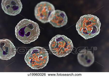 Gonorrhoeae bacteria inside neutrophils, illustration View Large Photo Image Stock Photograph - Gonorrhoeae bacteria inside neutrophils, illustration. Fotosearch