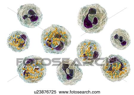 Stock Photography - Gonorrhoeae bacteria inside neutrophils, illustration. Fotosearch