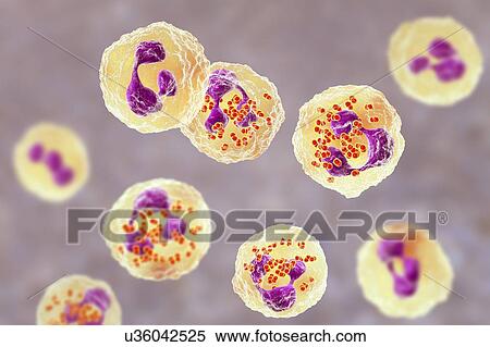 Stock Photography - Gonorrhoeae bacteria inside neutrophils, illustration. Fotosearch